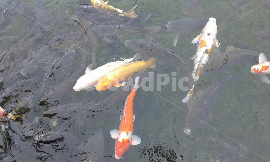 animal,물고기,fish,강가,호수,어류,물고기,fish