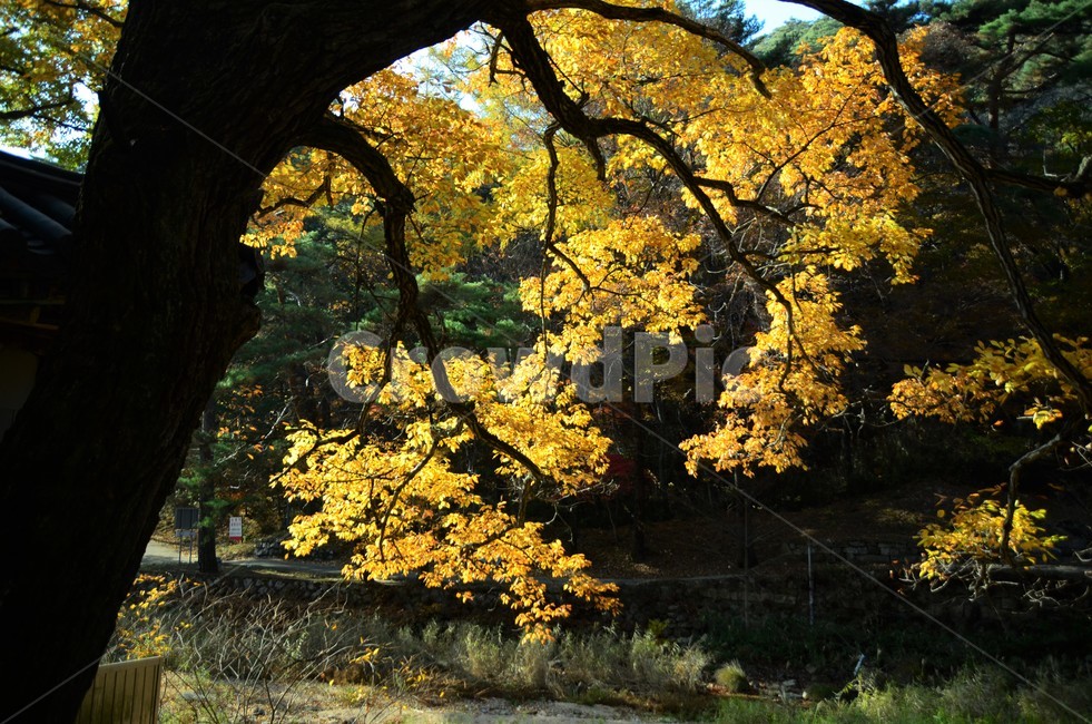 졸참나무,졸참나무단풍,참나무,가을단풍,자연,나무,가을,계절,fall,autumn,season,tree,plant,식물,tree trunk,나무 줄기,leaf,잎,maple,단풍