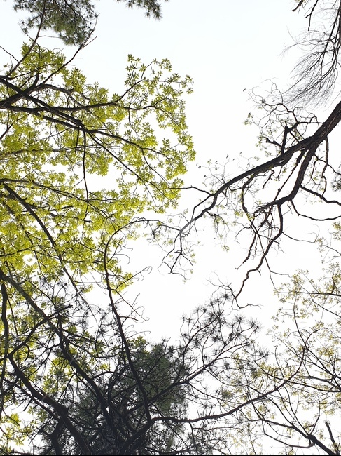 봄,나무,숲,초록,산속