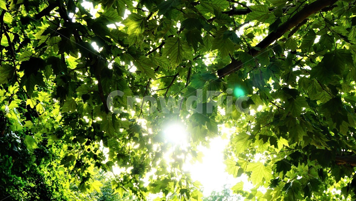 자연,공원,여름나무,나뭇잎,햇빛,nature,park,summer,tree,leaves,sunshine