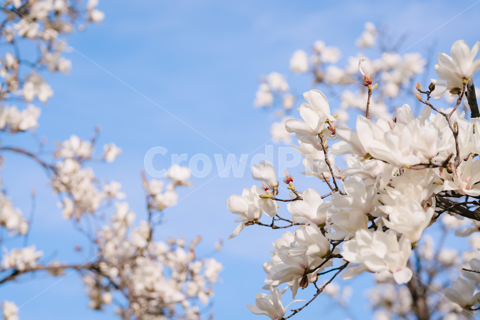 plant,식물,flower,꽃,blossom,목련,magnolia,봄,spring,풍경,배경화면,흰색,white