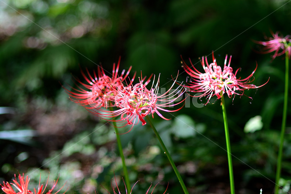 꽃무릇,꽃,식물,플라워,자연,식물,자연,plants,nature,꽃,flower