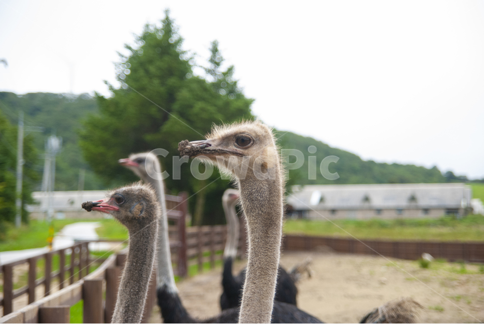 타조,경계,ostrich,animal,bird,타조농장,동물,animal,조류,새,birds