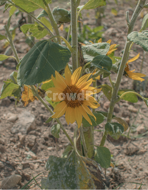 해바라기,꽃,식물,자연,plant,flower,blossom,가을,감성사진,식물,자연,plants,nature,꽃,flower