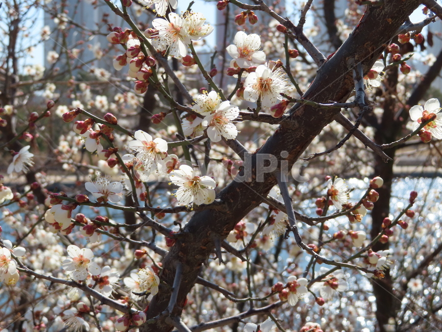 피어나다,꽃,분홍색,흰색,아름다움,식물,공원,귀여운,벚꽃,comeout,flowers,pink,white,beautiful,plants,parks,pretty,cherryblossoms