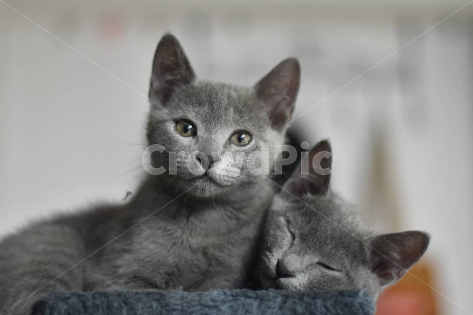 반려동물,고양이,러시안블루,애완동물,가족,동물,animal,포유류,mammal,고양이,cat,kitten,kitty