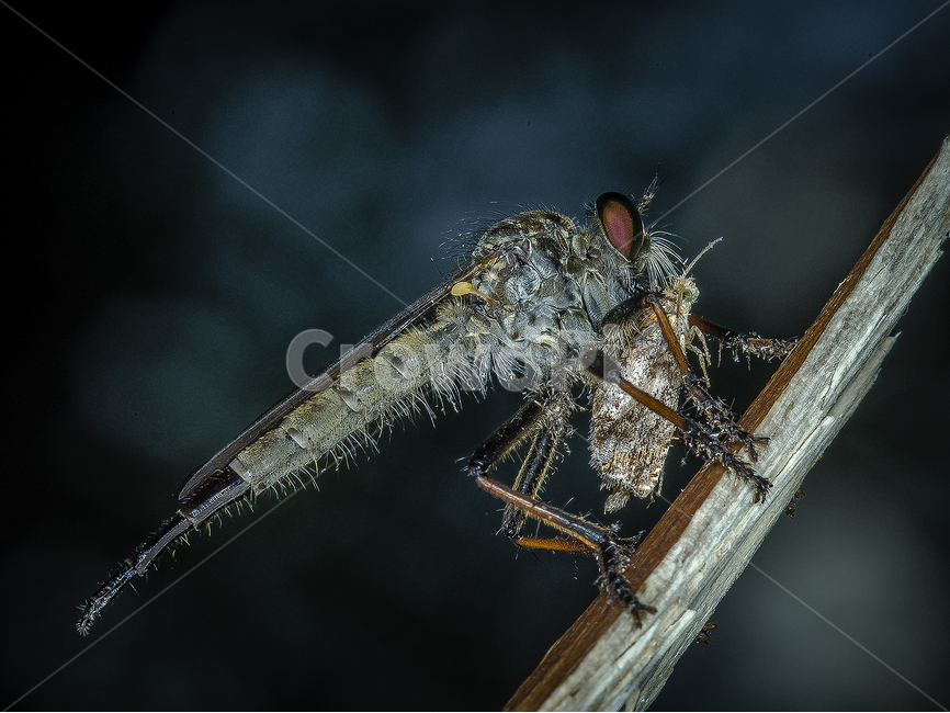 파리매,벌레,접사,bug,macro,사냥,혐오,동물,animal,곤충,벌레,insect,bug