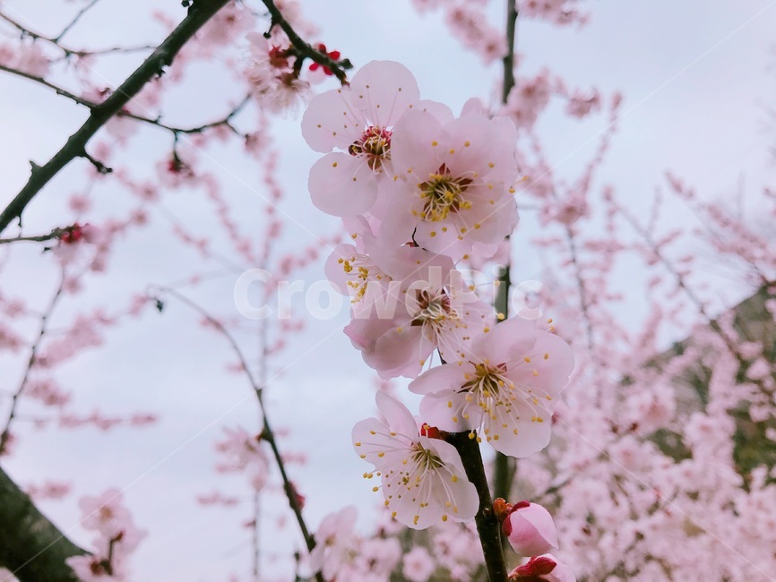 봄,벚꽃,사랑,분홍,핑크,하늘