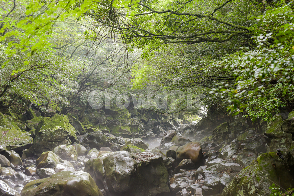 water,물,nature,자연,outdoors,계곡,valley,물안개,제주도계곡,돈네코,돈네코계곡,녹음,푸른숲,여름계곡