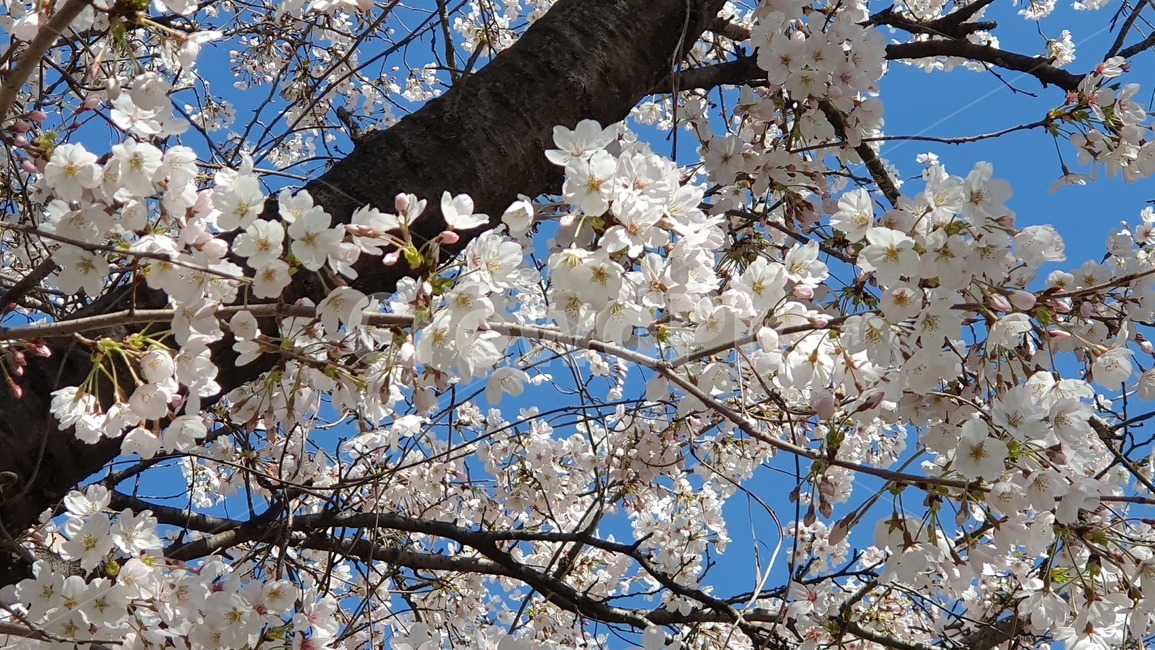 벚꽃,사쿠라,벚꽃나무,봄,꽃,봄,계절,spring,season,식물,자연,plants,nature,꽃,flower,plant,blossom,cherry blossom
