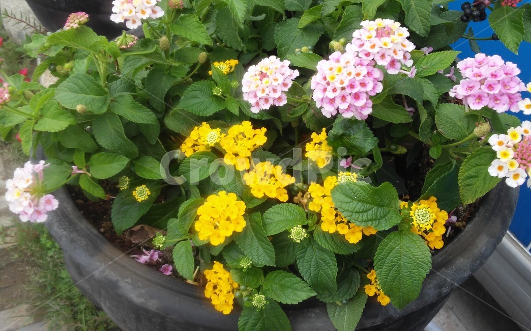란타나,lantana,마편초과,노란색꽃,오렌지색꽃,분홍색꽃,관목,식물,식물,자연,plants,nature,꽃,flower
