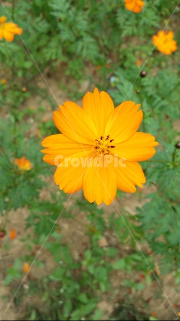 plant,식물,flower,꽃,코스모스,식물,자연,plants,nature,꽃,flower