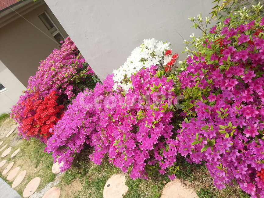 꽃,철죽,아파트,식물,색화