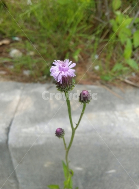 꽃,식물,자연,감성,길,식물,자연,plants,nature,꽃,flower