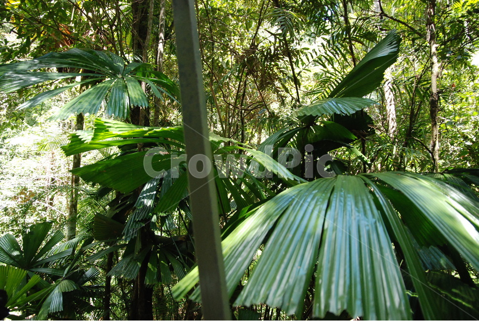 plant,식물,초목,jungle,밀림,rainforest,tree,나무,nature,자연,열대우림,자연,풍경,nature,landscape