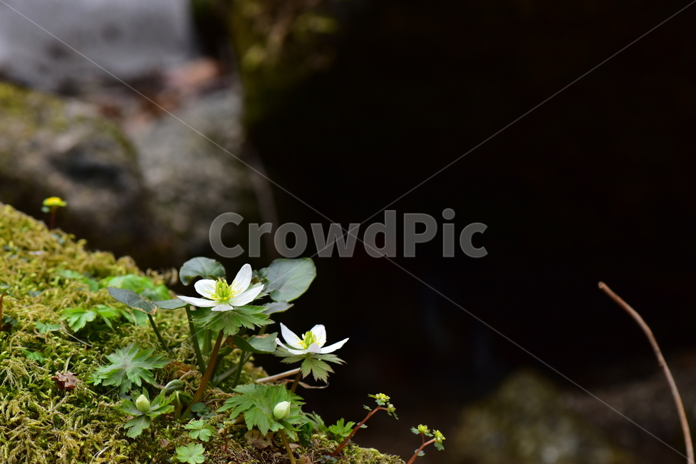 모데미풀,야생화,봄,꽃,풀꽃,자연,식물,식생,plants,nature,spring,season,flower