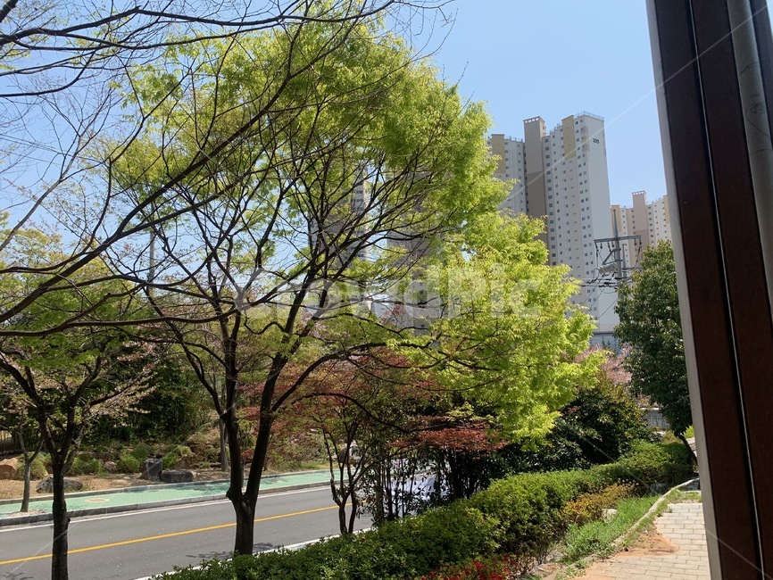 나무,여름나무,도시속나무,초여름,맑은날