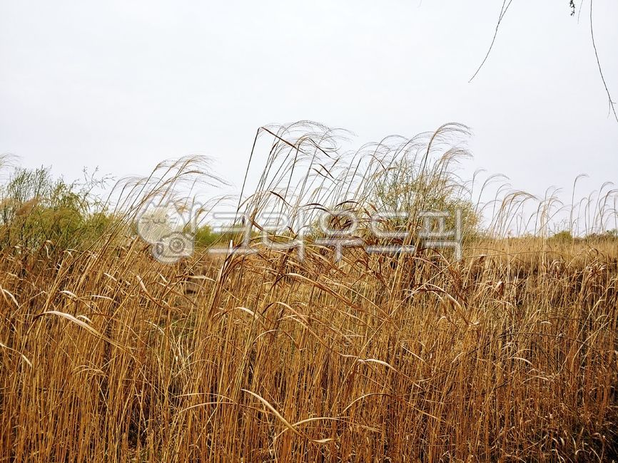 plant, 식물, 갈대, 갈대숲, reed, 사진,이미지,일러스트,캘리그라피 - 규랑작가