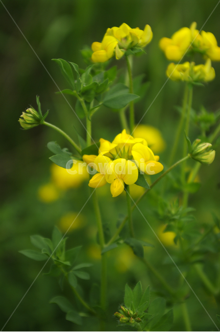 꽃,식물,color,flower,plant,식물,자연,plants,nature,꽃,flower