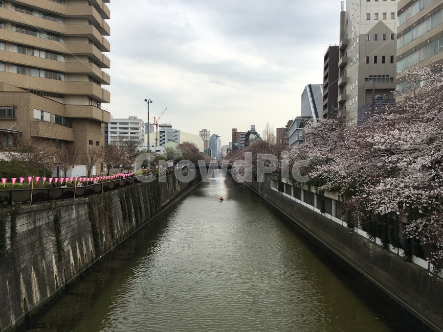 벚꽃,벚나무,봄,강,도심,도시,풍경,city,landscape,해외,외국,세계,foreign,oversea,world,세계도시풍경,해외도시풍경,외국도시풍경,world cityscape,building,건물,bridge,다리,outdoors,옥외