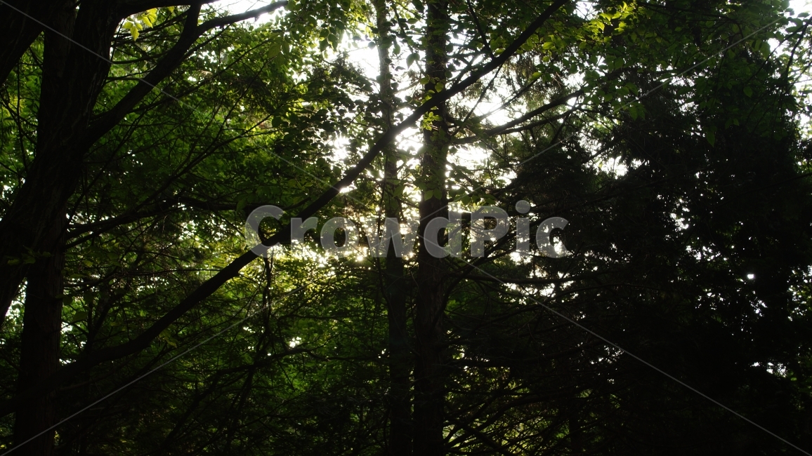 빛,숲,나무,그림자,실루엣,숲속,식물,자연,plants,nature,나무,trees,wood,휴식,힐링,rest,relaxation,healing