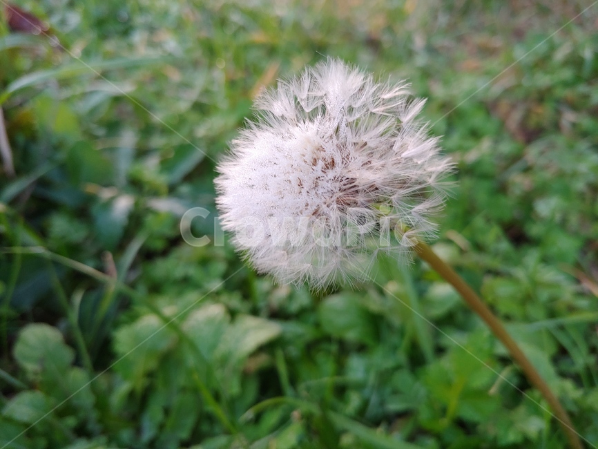 민들레,홀씨,날다,식물,자유,씨앗,식물,자연,plants,nature,꽃,flower