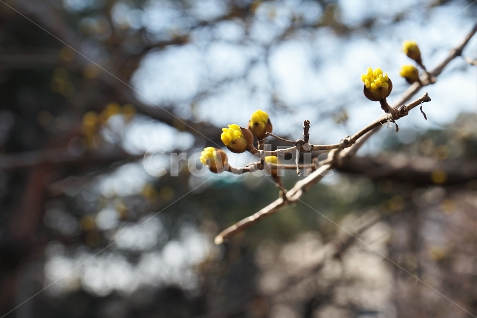 식물,봄,꽃눈,개화,자연,가지,꽃망울,나무,nature,plant,blossom,spring,식물,자연,plants,nature,꽃,flower
