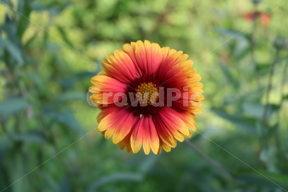 꽃,주황,노랑,초록,식물,자연,flower,orange,yellow,green,plants,nature,hana,orenziiro,kiiro,midori,shokubutsu,식물,자연,plants,nature,꽃,flower,색깔,색상,색채,색감,color sense,color sensitivity,feeling of color