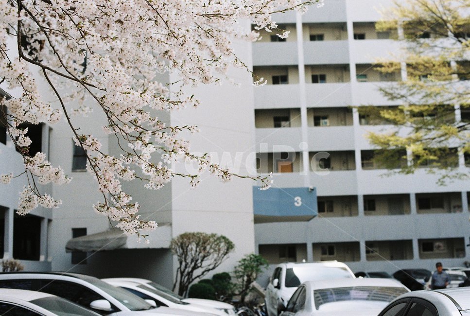 벚꽃,봄,꽃,아파트,필름카메라,필카