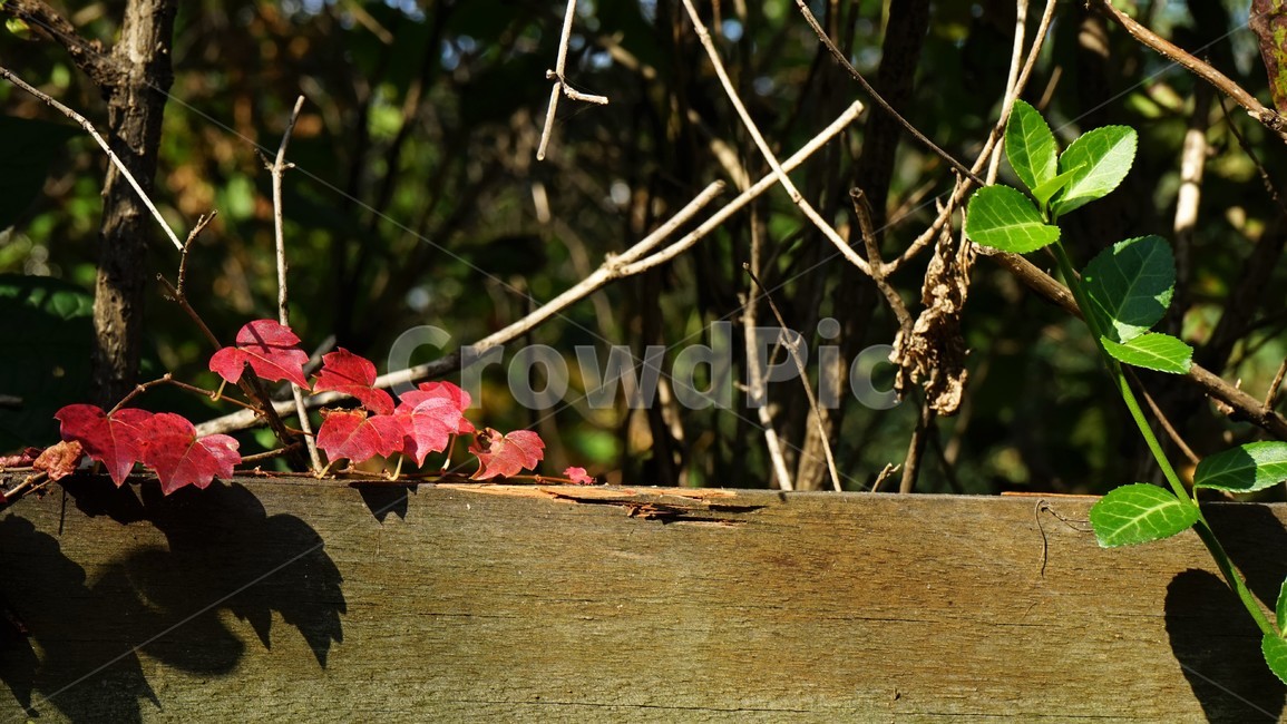 가을,담쟁이,사철나무,녹색,빨간색,대비,자연,nature,autumn,green,red,연두색,식물,여러해살이,spindletree,stafftree,상록관목,정원수,울타리,상록수,노박덩굴과,evergreen,raindrops,leaves,줄사철,가을,계절,fall,autumn,season,plant,식물,leaf,잎,tree,나무