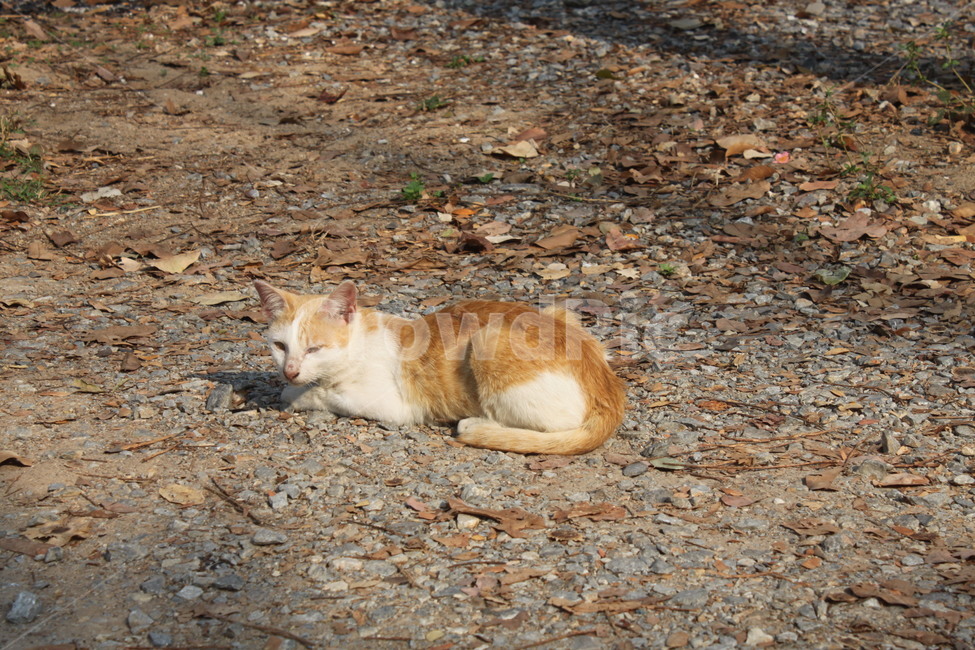 고양이,가을풍경,아기고양이,cats,autumnscenery,babycat