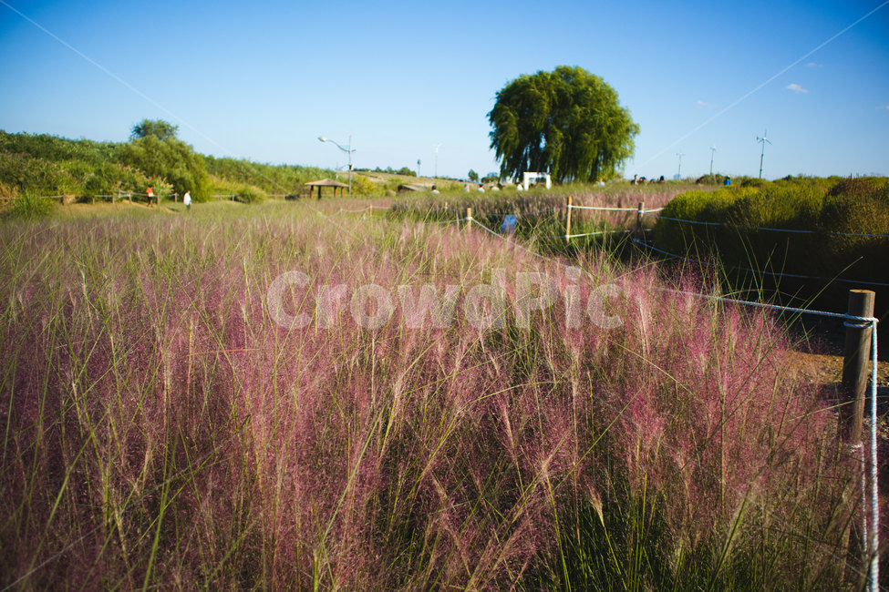 핑크뮬리,하늘공원,공원,뮬리,자연풍경,가을,분홍식물,자연,pink,핑크,nature,park,landscape,가을풍경,fall,autumn,식물,분홍갈대,가을,계절,fall,autumn,season,자연,풍경,nature,landscape,outdoors,옥외,grassland,목초지,field,들