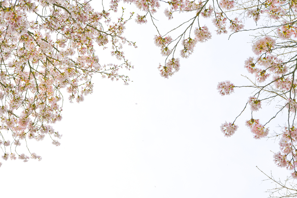 봄,벚꽃,꽃,4월,5월,벚꽃구경,나들이,봄나들이,배경,배경사진,배경화면,감성사진,감성,휴가,색감,봄,계절,spring,season,자연,풍경,nature,landscape,plant,식물,cherry blossom,flower,blossom