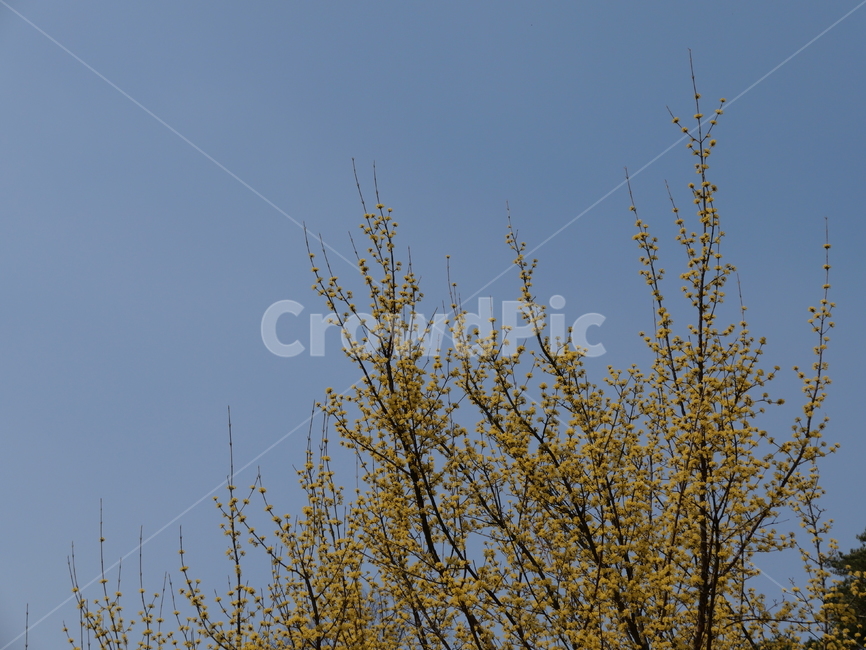 봄,spring,sky,나무,산수유