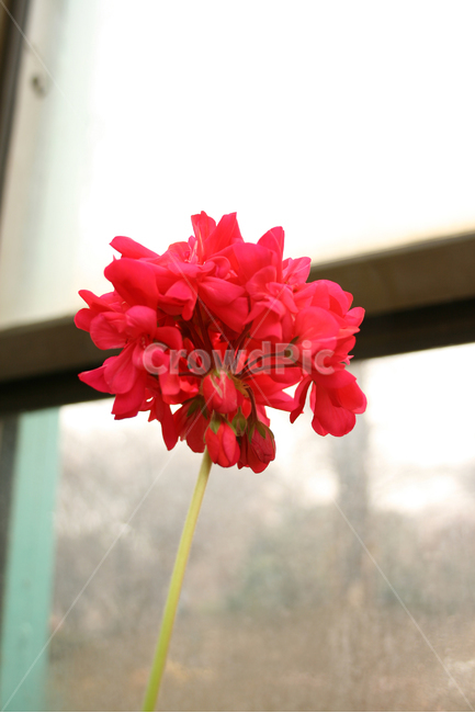 목성제라늄,제라늄,식물,flower,plants,nature,꽃,꽃봉오리,식물,자연,plants,nature,꽃,flower