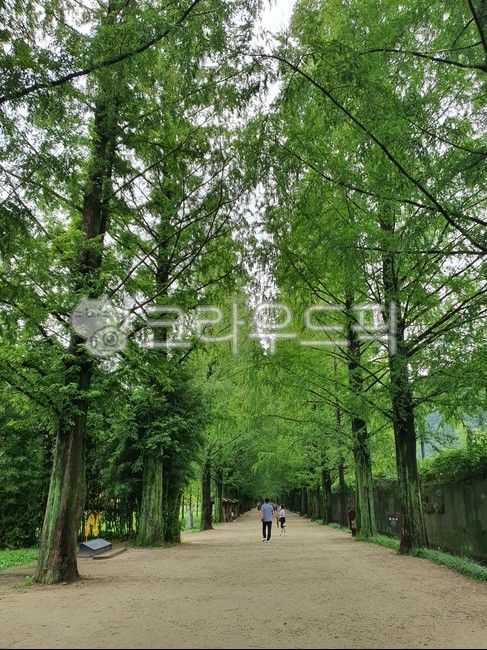 Filming spot,trail,summer walk,forest,large tree,lake park,Metasequoia Road,Attractions