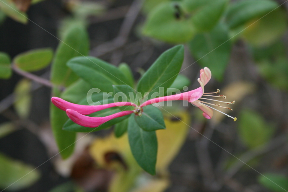 꽃,flower,plant,식물,인동꽃,식물,자연,plants,nature,꽃,flower