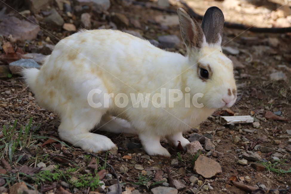 토끼,동물,자연,귀여움,순한,동물,animal,포유류,mammal