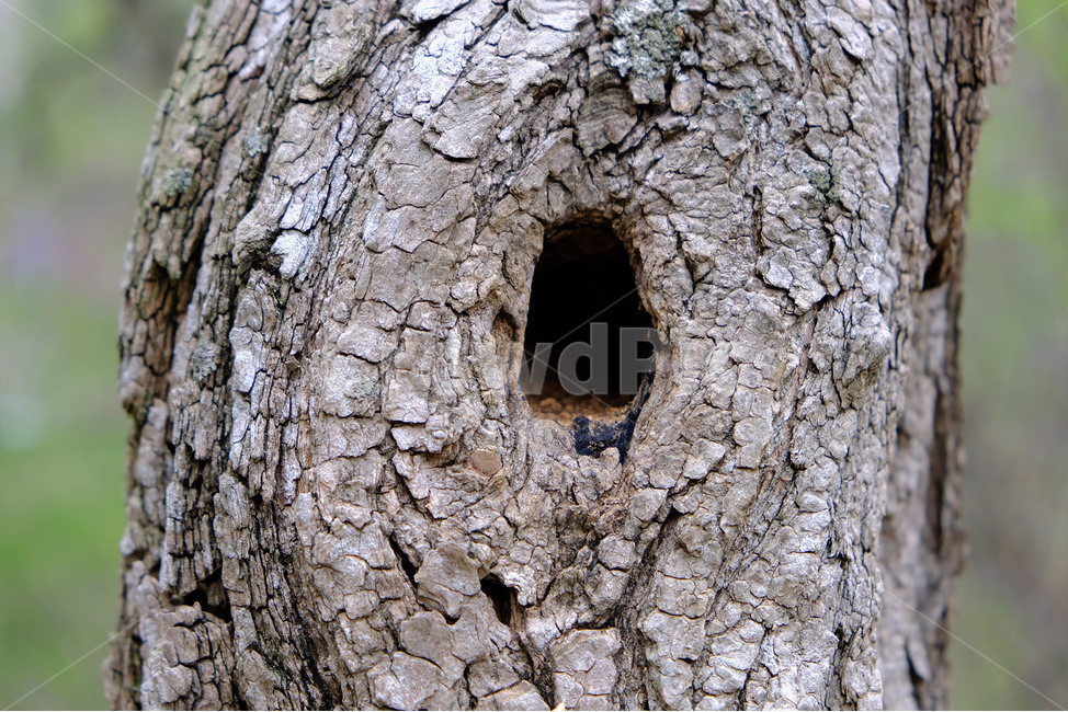 나무,나무구멍,나무패턴,나무확대,나무재질,plant,tree,treehole,treepattern,treecloseup,갈색,갈색나무,갈색나무구멍,검은구멍,자연풍경,나무한그루,나무껍질,나무껍질,나무,trees,wood