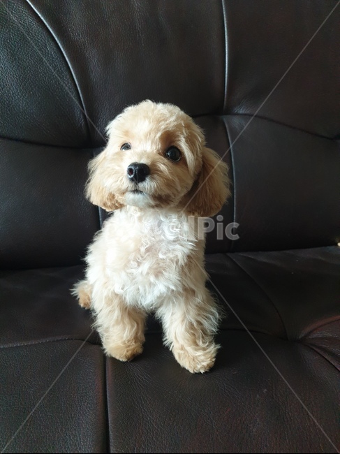 푸들,강아지,귀여운,사랑스러운,위를보는,애완동물,토이푸들,쇼파,animal,dog