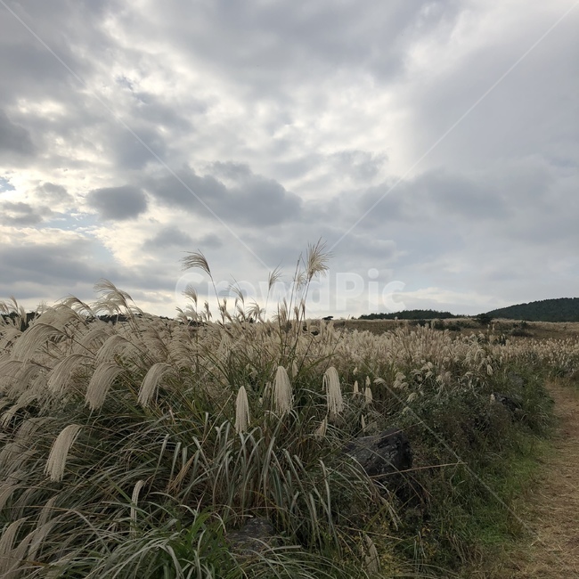 plant,식물,grass,잔디,lawn,갈대,가을,억새