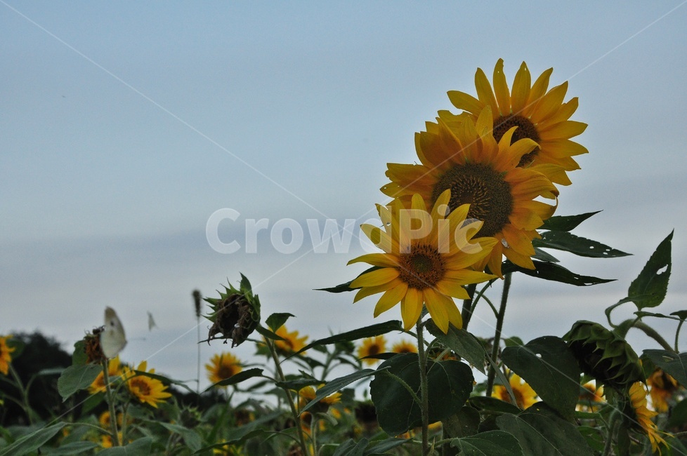 plant,식물,blossom,sunflower,해바라기,flower,꽃,여름,계절,노랑색,노랑,식물,자연,plants,nature,꽃,flower