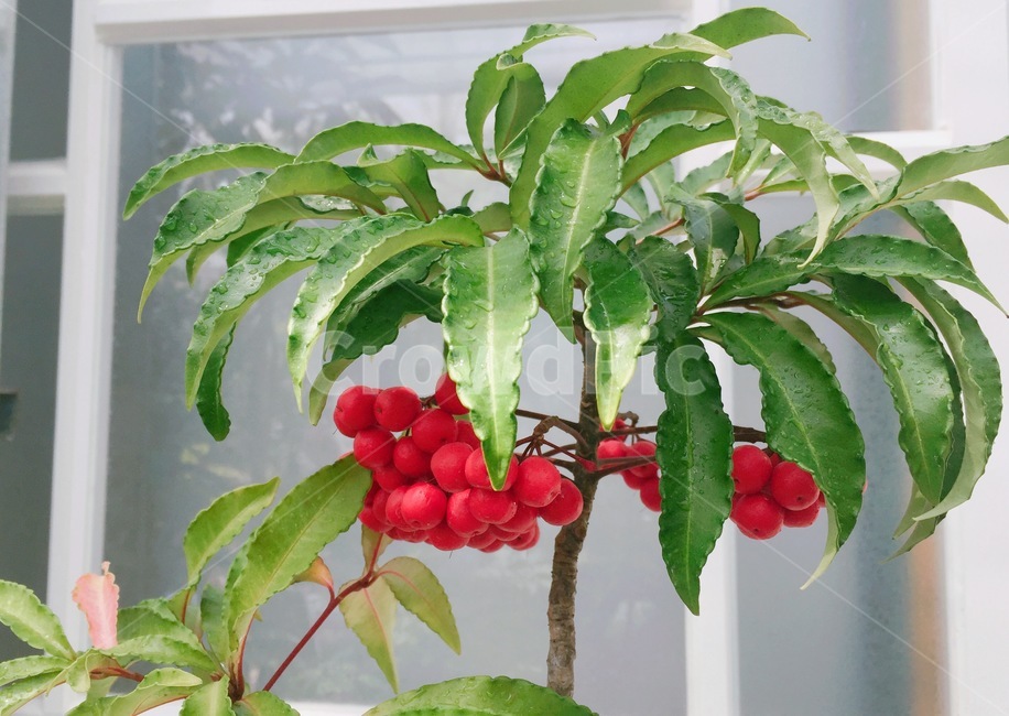 열매,그린,초록,만냥금,온실,plant,식물