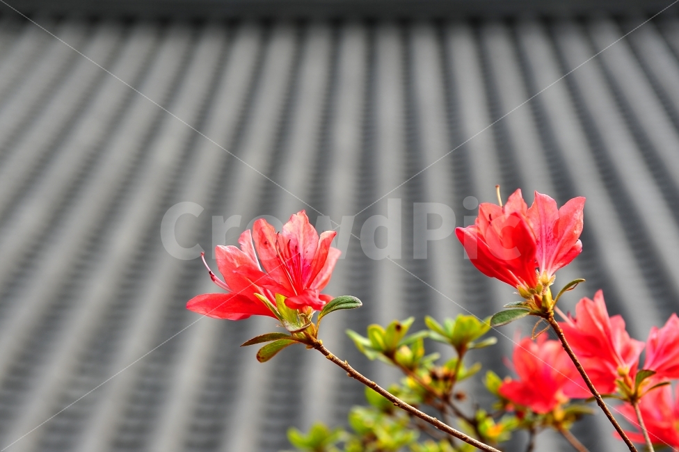 봄,꽃,기와지붕,지붕,산사,식물,자연,plants,nature,꽃,flower