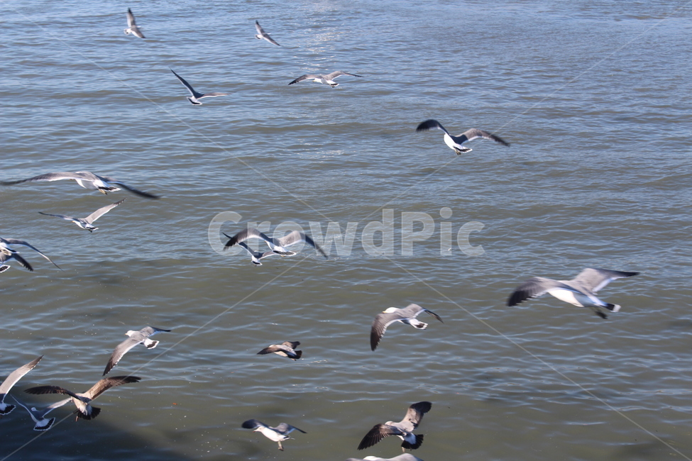 동물,bird,새,flying,갈매기,바다