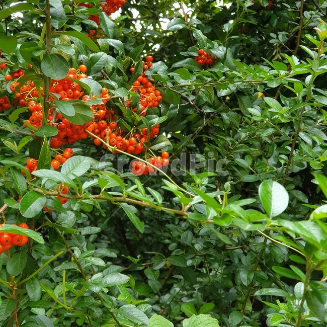 plant,식물,leaf,잎,열매,fruit,red,빨간색