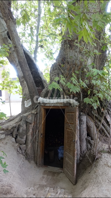 나무,나무둥치,자연,trunk,tree,nature,사원,신비