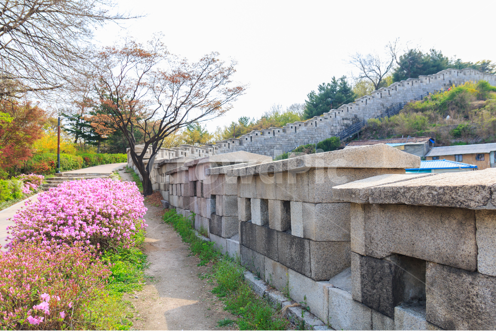 서울성곽,한양도성,도성,서울,성벽,한양,조선,한성,전통,건축,문화재,문화유산,방어,조선시대,조선왕조,여행지,관광지,풍경,경치,성곽,전경,도시,높은,비탈,산,경사,계단,진달래,봄,봄풍경,봄꽃,아름다운,자연,산책,산책로,공원