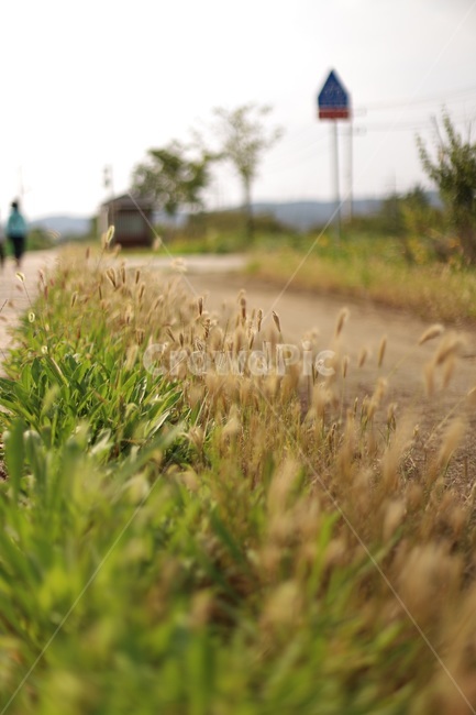 가을,갈대,미니갈대,가을풍경,감성,오후,자연,grass,잔디,plant,식물,가을,계절,fall,autumn,season