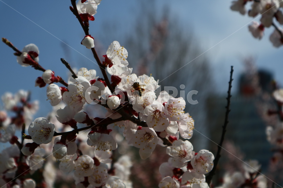 바탕화면,배경화면,벚꽃,벚나무,봄,식물,자연,plants,nature,꽃,flower
